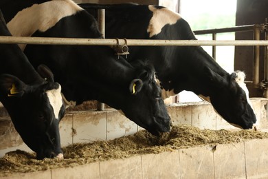 Photo of Cute cows eating hay near fence inside cowshed in dairy farm