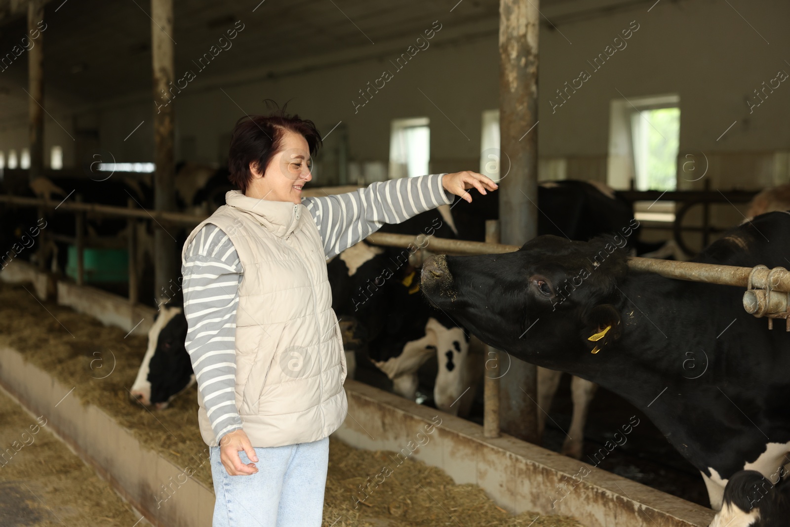 Farmer with cute cows inside cowshed in dairy farm Photo of Farmer with cute cows inside cowshed in dairy farm