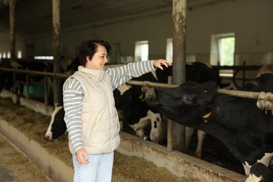 Photo of Farmer with cute cows inside cowshed in dairy farm