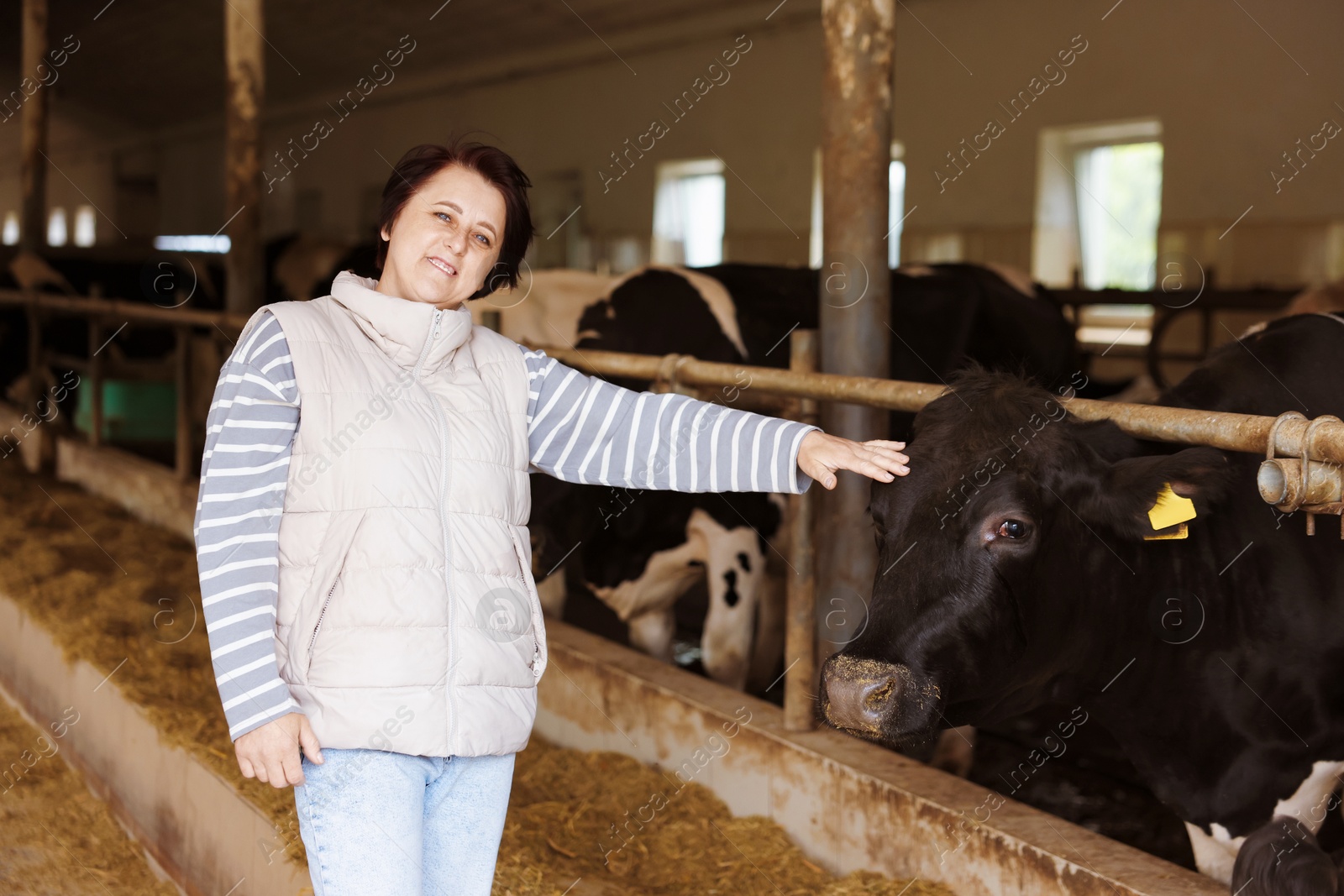 Farmer with cute cows inside cowshed in dairy farm Photo of Farmer with cute cows inside cowshed in dairy farm