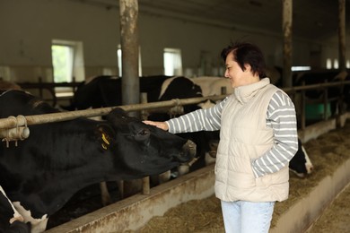 Photo of Farmer with cute cows inside cowshed in dairy farm
