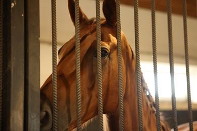 Photo of Cute brown horse near fence in stable