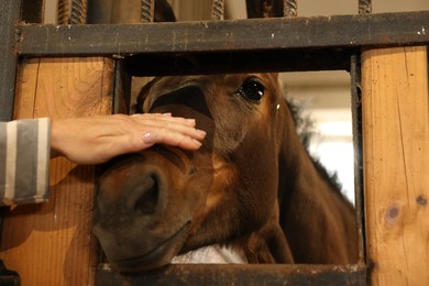 Photo of Farmer petting cute horse in stable, closeup