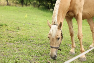 Photo of Cute horse grazing in farm outdoors, space for text