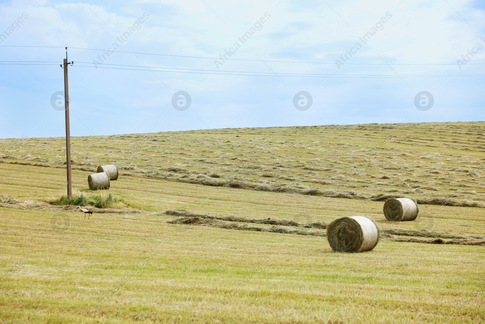 Photo of Hay bales on green grass in field. Space for text