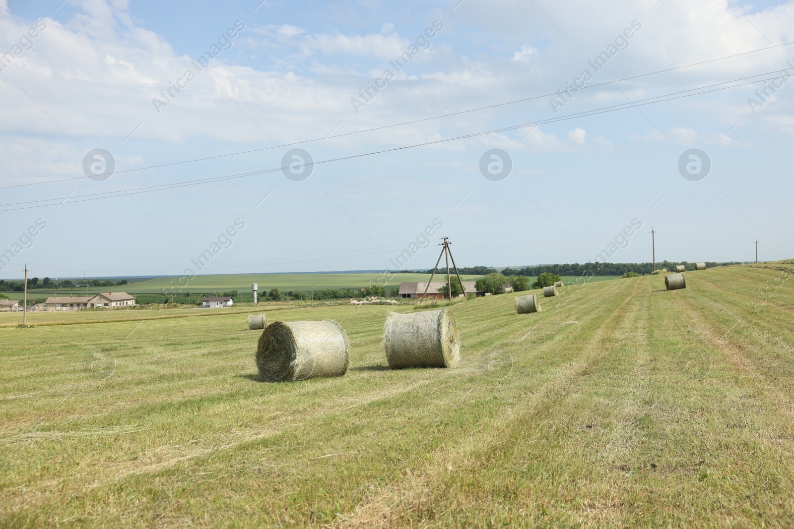 Hay bales on green grass in field Photo of Hay bales on green grass in field