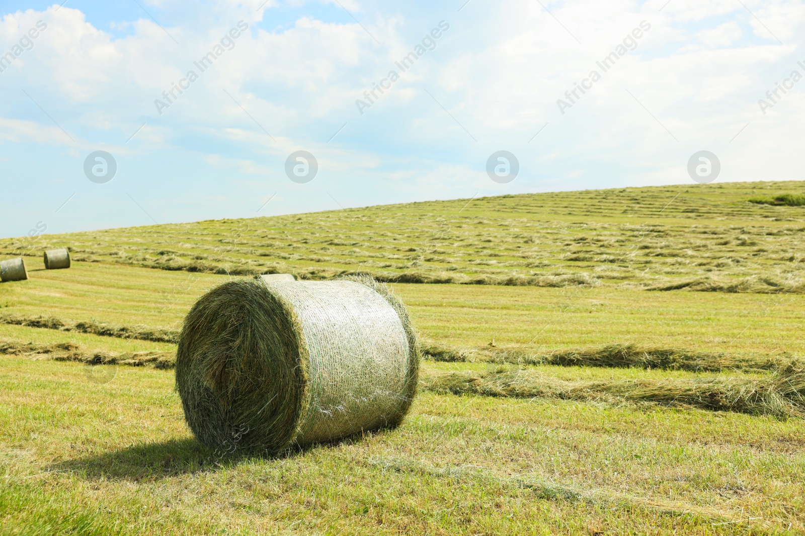 Photo of Hay bales on green grass in field. Space for text