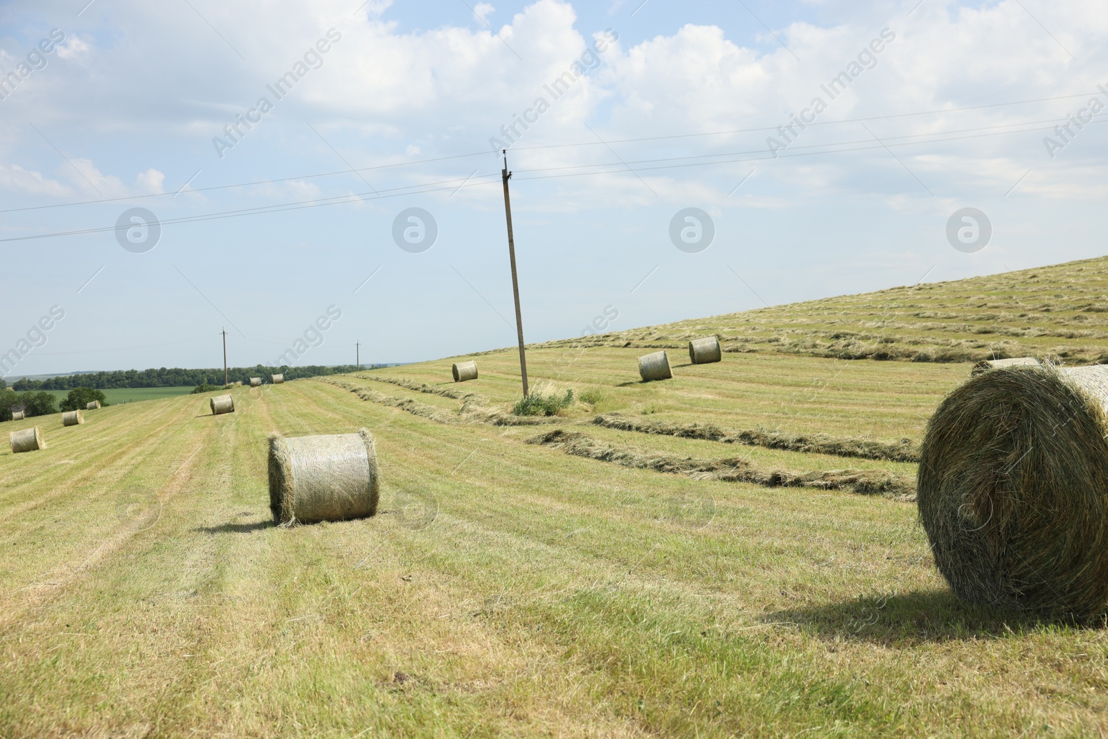 Hay bales on green grass in field Photo of Hay bales on green grass in field