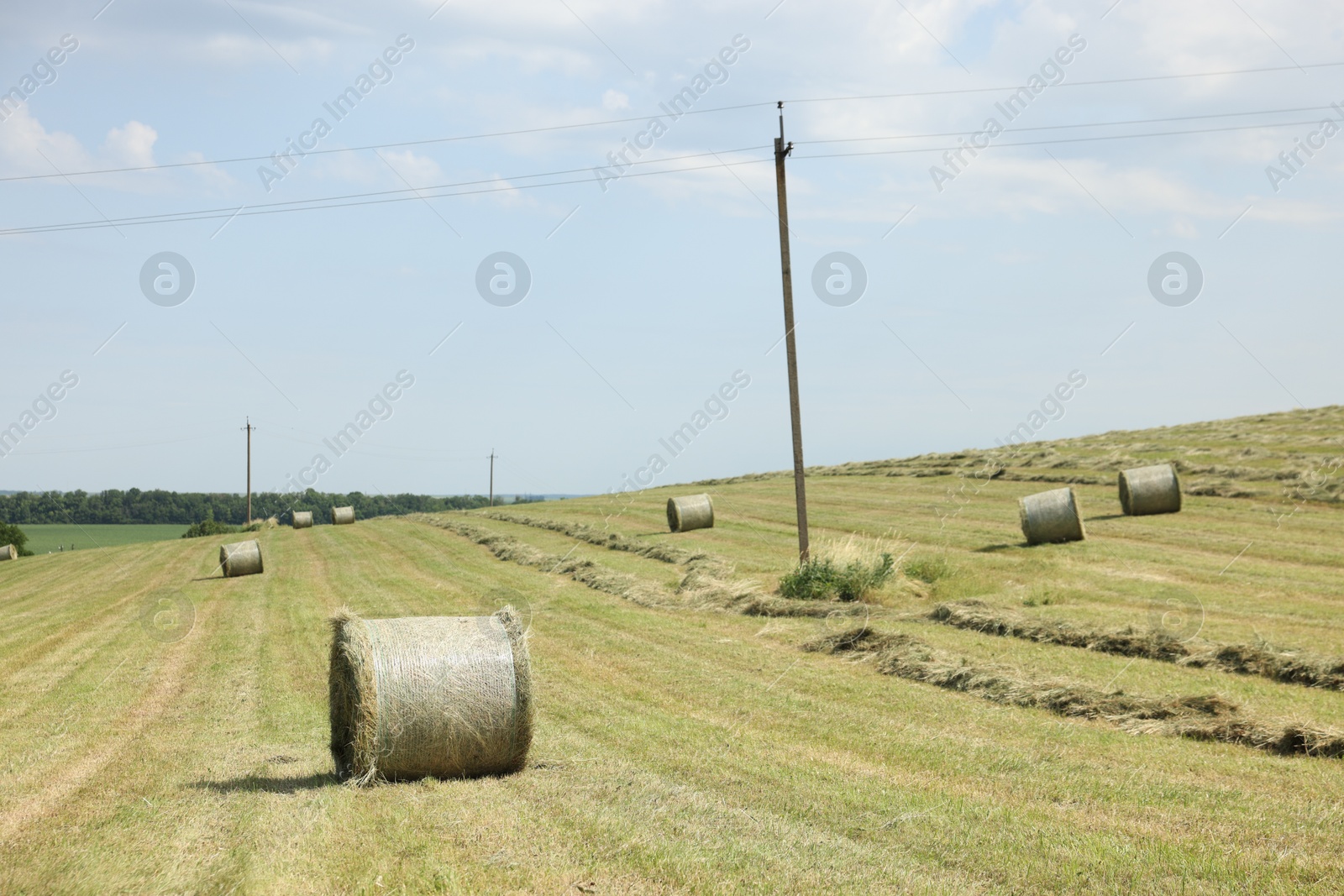 Hay bales on green grass in field Photo of Hay bales on green grass in field
