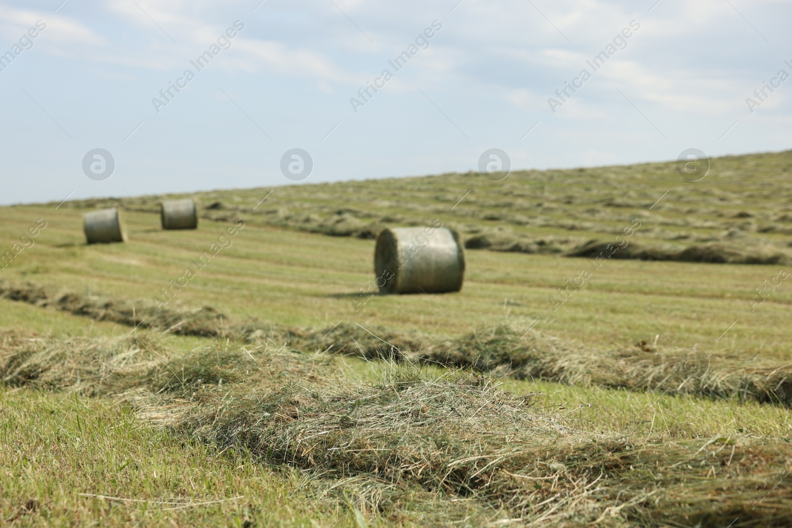 Hay bales on green grass in field Photo of Hay bales on green grass in field