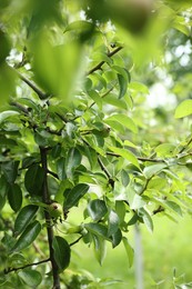 Photo of Pear tree branch with fruits in garden, closeup