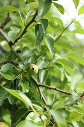 Photo of Pear tree branch with fruits in garden, closeup