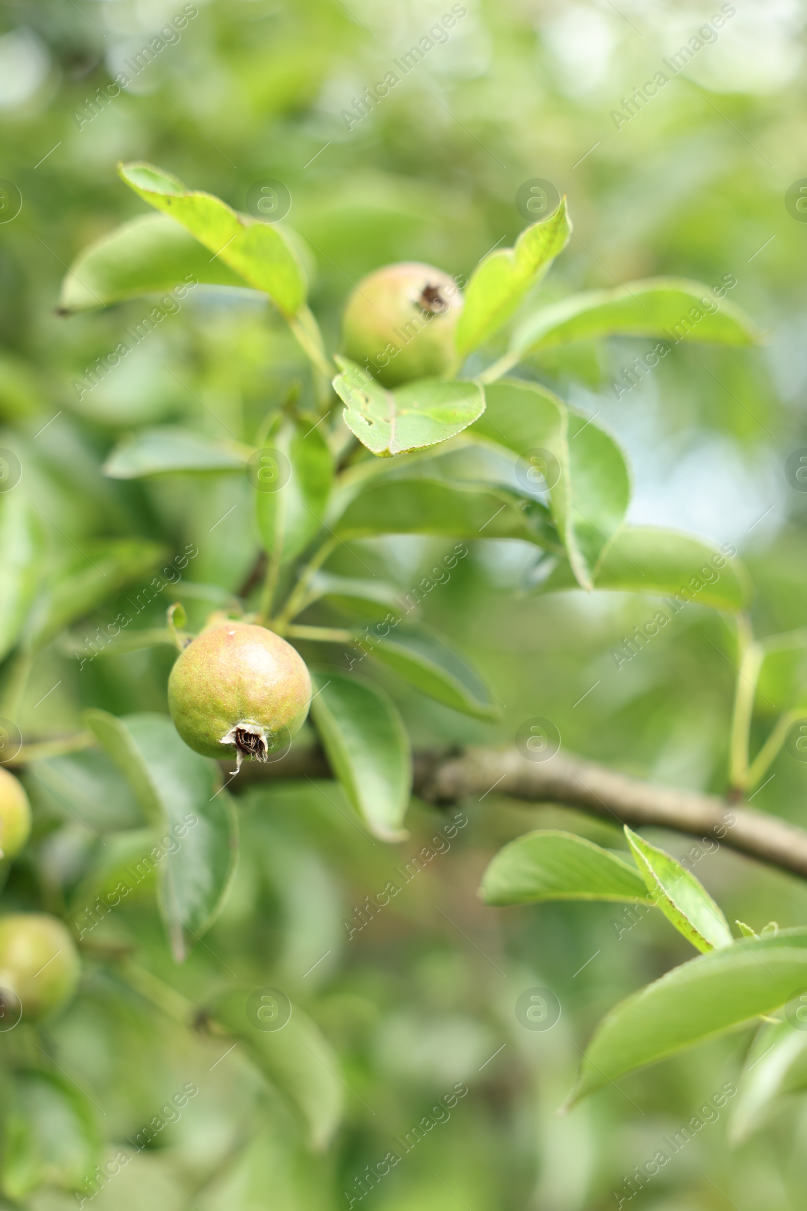 Photo of Pear tree branch with fruits in garden, closeup