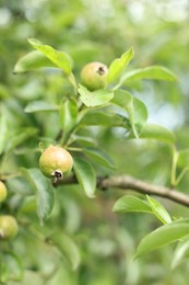 Photo of Pear tree branch with fruits in garden, closeup