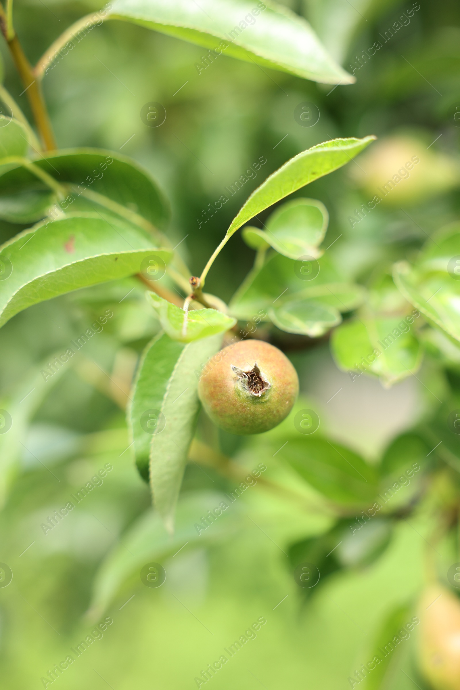 Photo of Pear tree branch with fruits in garden, closeup