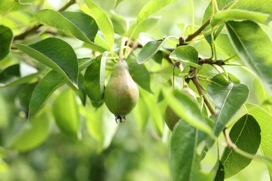 Photo of Pear tree branch with fruits in garden, closeup