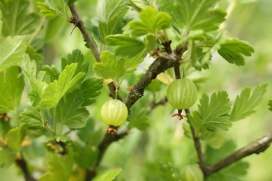 Photo of Bush with ripe gooseberries and leaves growing outdoors, closeup