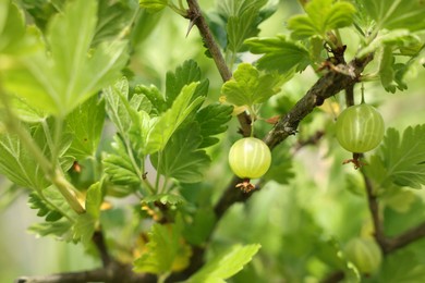 Photo of Bush with ripe gooseberries and leaves growing outdoors, closeup