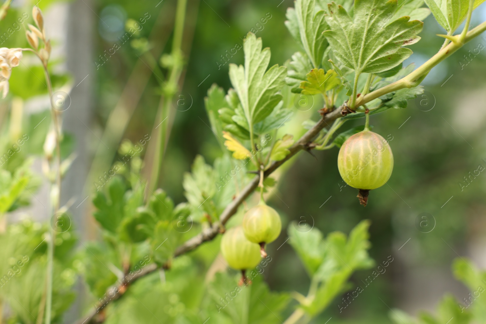 Bush with ripe gooseberries and leaves growing outdoors, closeup Photo of Bush with ripe gooseberries and leaves growing outdoors, closeup