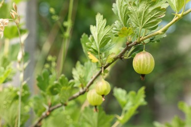 Photo of Bush with ripe gooseberries and leaves growing outdoors, closeup