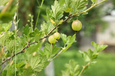 Photo of Bush with ripe gooseberries and leaves growing outdoors, closeup