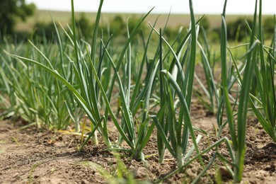 Photo of Young green onion sprouts growing in field, closeup