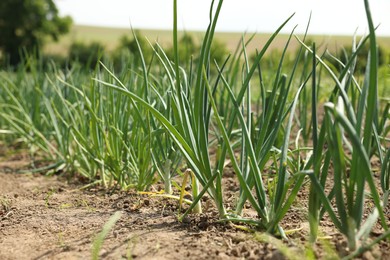 Photo of Young green onion sprouts growing in field, closeup