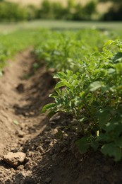 Photo of Potato plants with green leaves growing in field, closeup