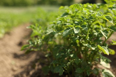 Photo of Potato plants with green leaves growing in field, closeup