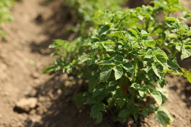 Photo of Potato plants with green leaves growing in field, closeup