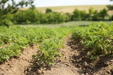 Photo of Potato plants with green leaves growing in field, closeup