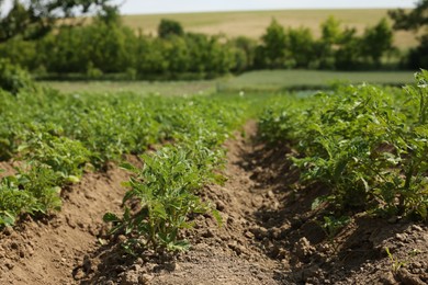 Photo of Potato plants with green leaves growing in field