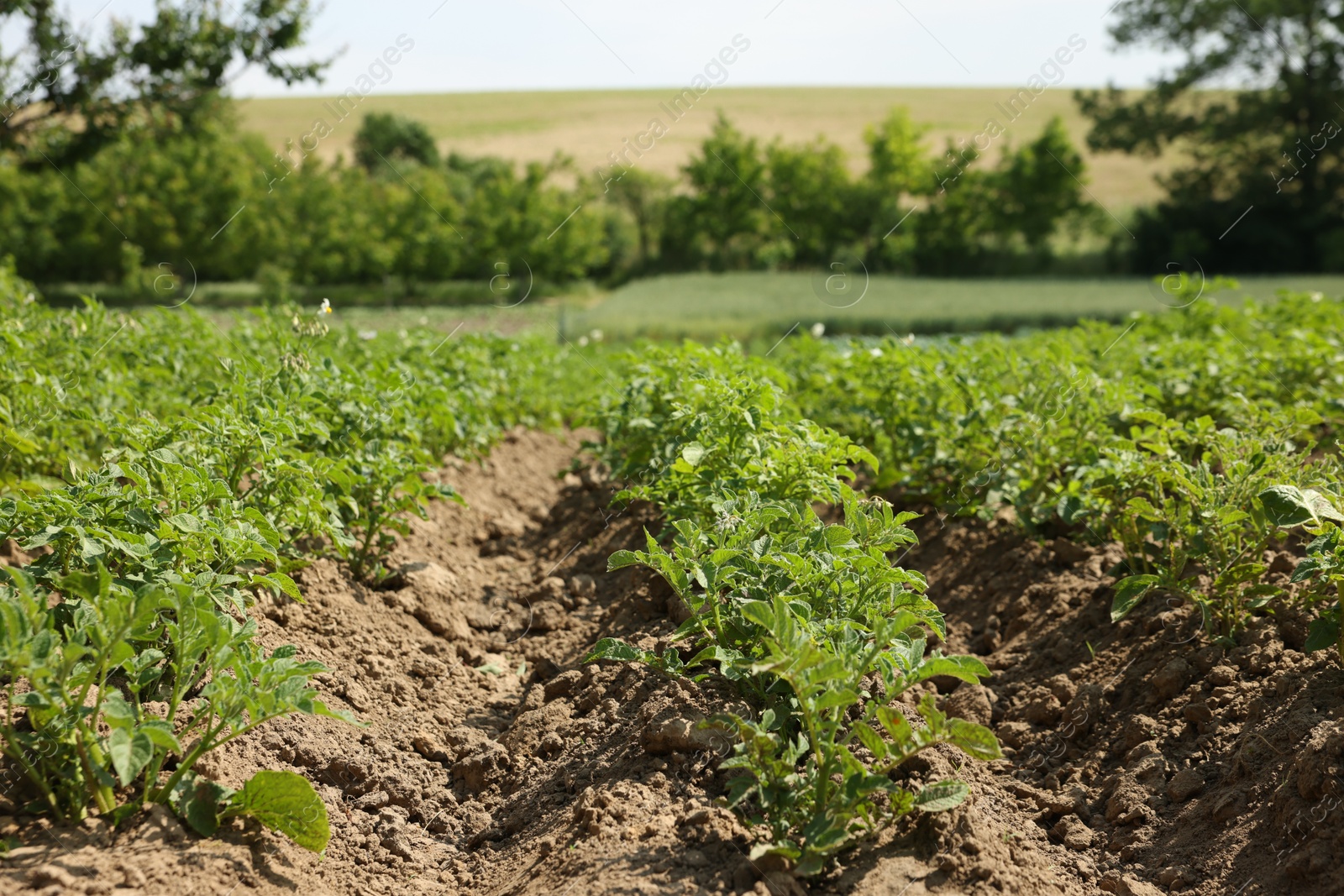 Potato plants with green leaves growing in field Photo of Potato plants with green leaves growing in field