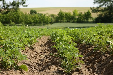 Photo of Potato plants with green leaves growing in field
