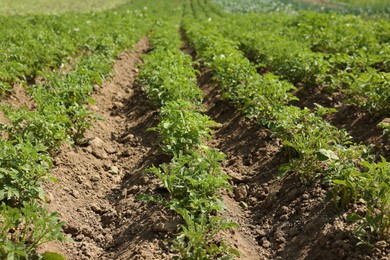 Photo of Potato plants with green leaves growing in field
