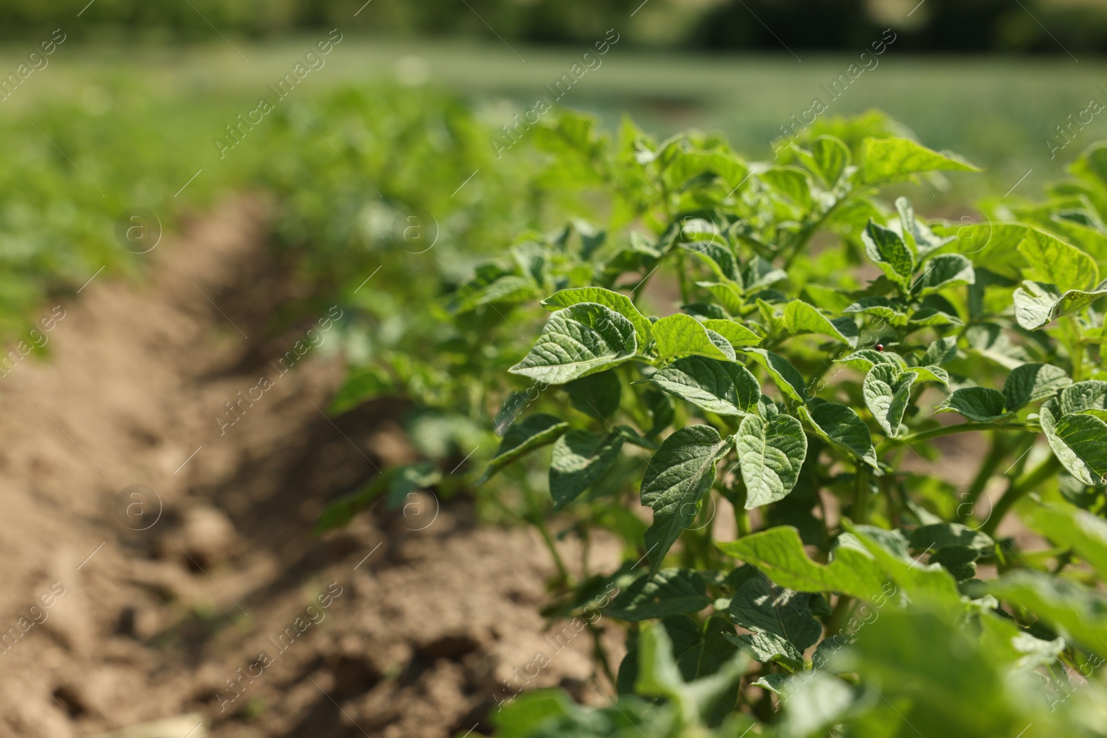 Potato plants with green leaves growing in field, closeup Photo of Potato plants with green leaves growing in field, closeup