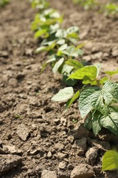 Photo of Soy plants with green leaves growing in field, closeup