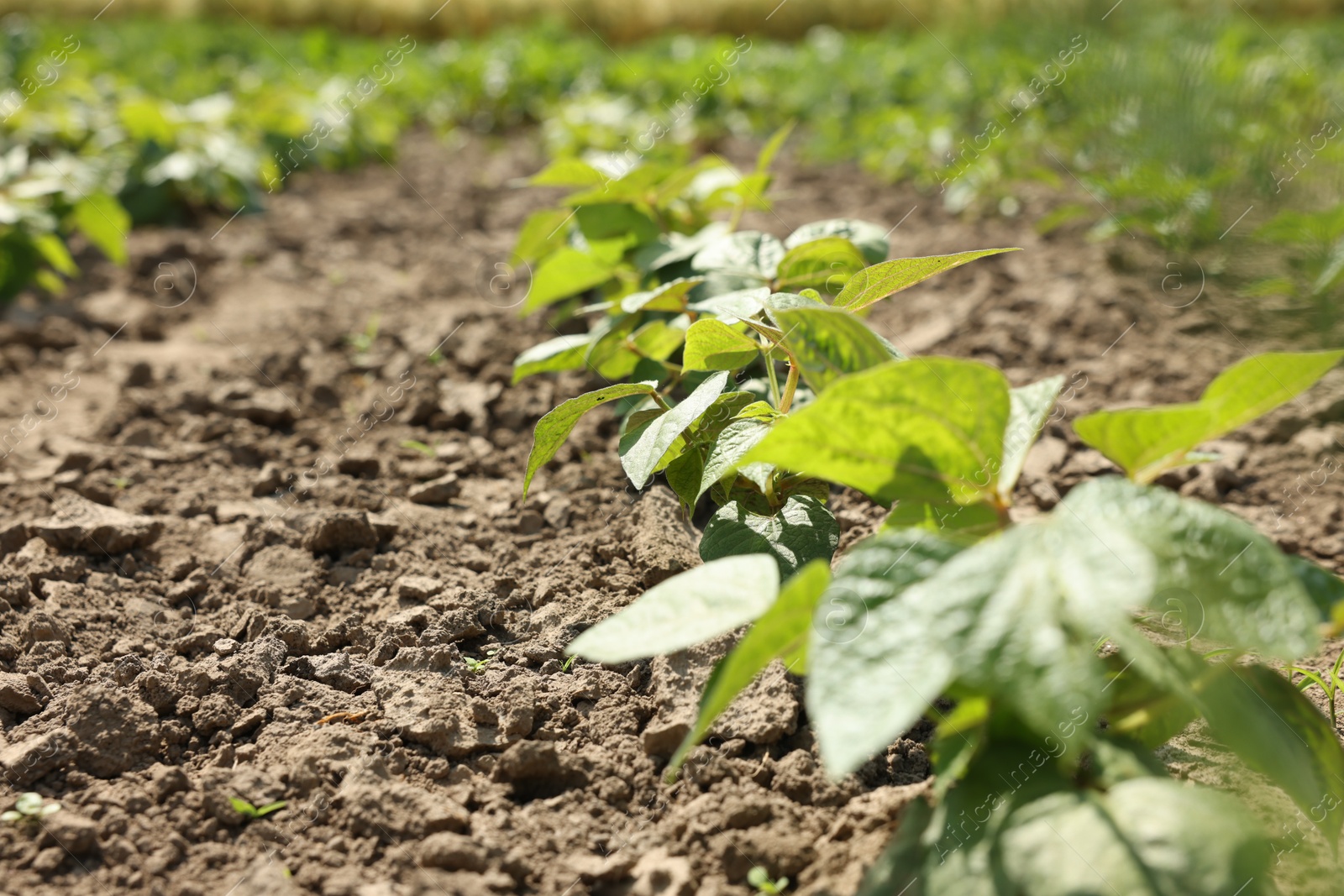 Soy plants with green leaves growing in field, closeup Photo of Soy plants with green leaves growing in field, closeup