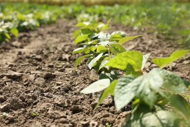 Photo of Soy plants with green leaves growing in field, closeup