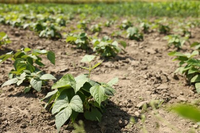 Photo of Soy plants with green leaves growing in field, closeup