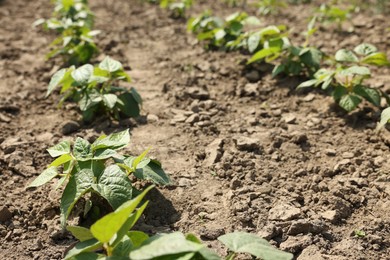 Photo of Soy plants with green leaves growing in field, closeup