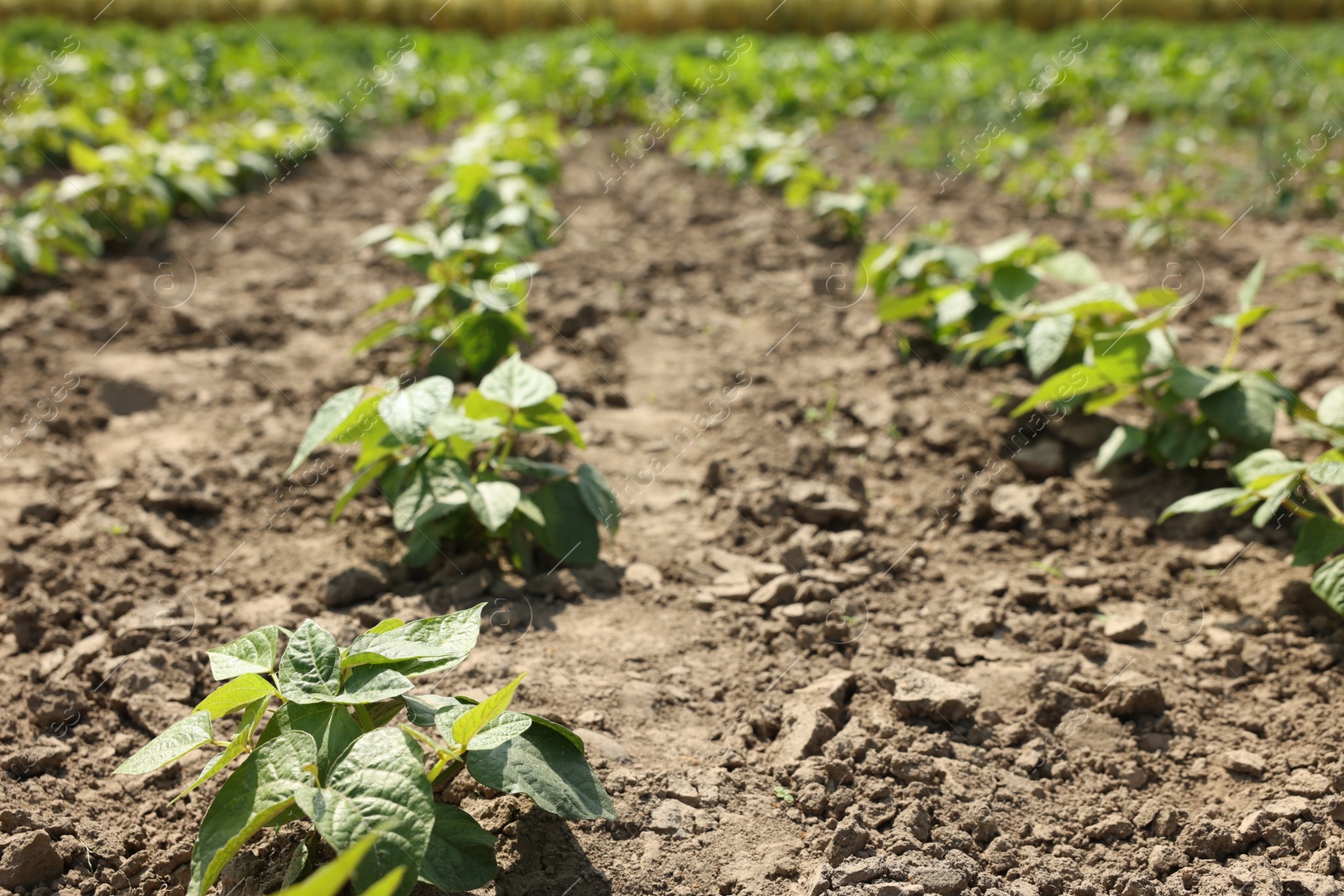 Soy plants with green leaves growing in field, closeup Photo of Soy plants with green leaves growing in field, closeup