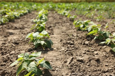 Photo of Soy plants with green leaves growing in field, closeup