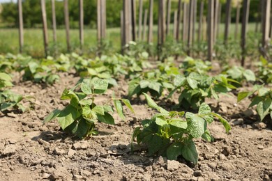 Photo of Soy plants with green leaves growing in field, closeup