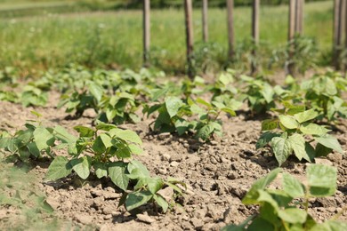 Photo of Soy plants with green leaves growing in field, closeup