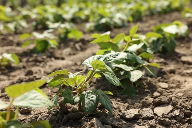 Photo of Soy plants with green leaves growing in field, closeup
