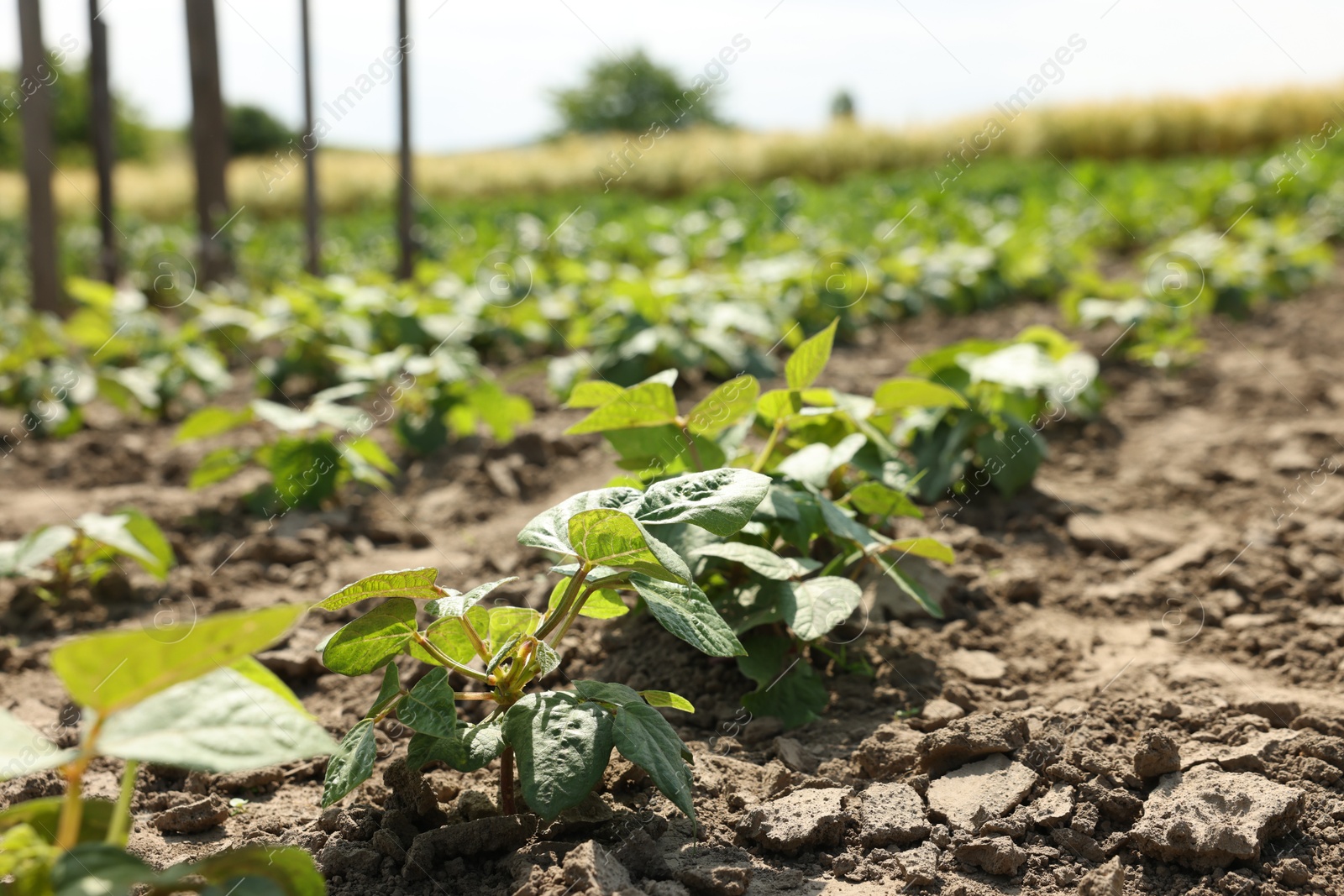 Soy plants with green leaves growing in field, closeup Photo of Soy plants with green leaves growing in field, closeup