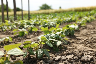 Photo of Soy plants with green leaves growing in field, closeup