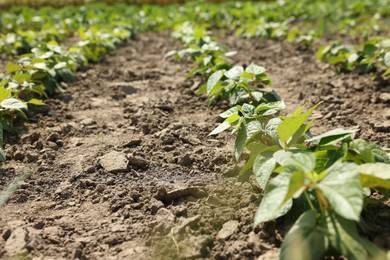 Photo of Soy plants with green leaves growing in field, closeup