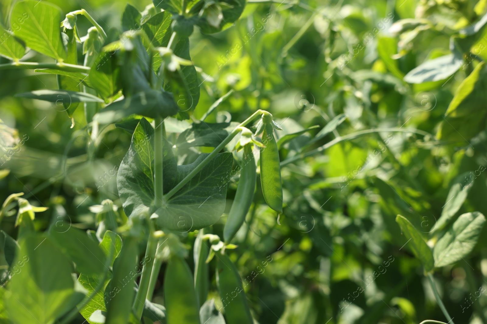 Photo of Pea plants with green leaves and pods growing in field, closeup